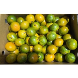 제주 타이벡 감귤 5kg