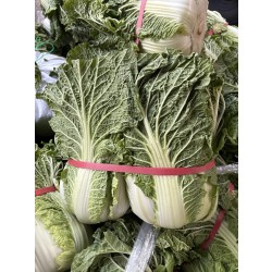 강원도 고랭지 배추 1단(2포기) [국내산]