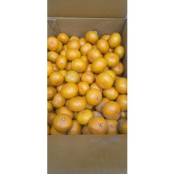 제주 프리미움 위미 타이벡 감귤 5kg