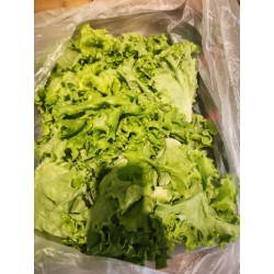 수경 재배한 카이피라 상추 250g