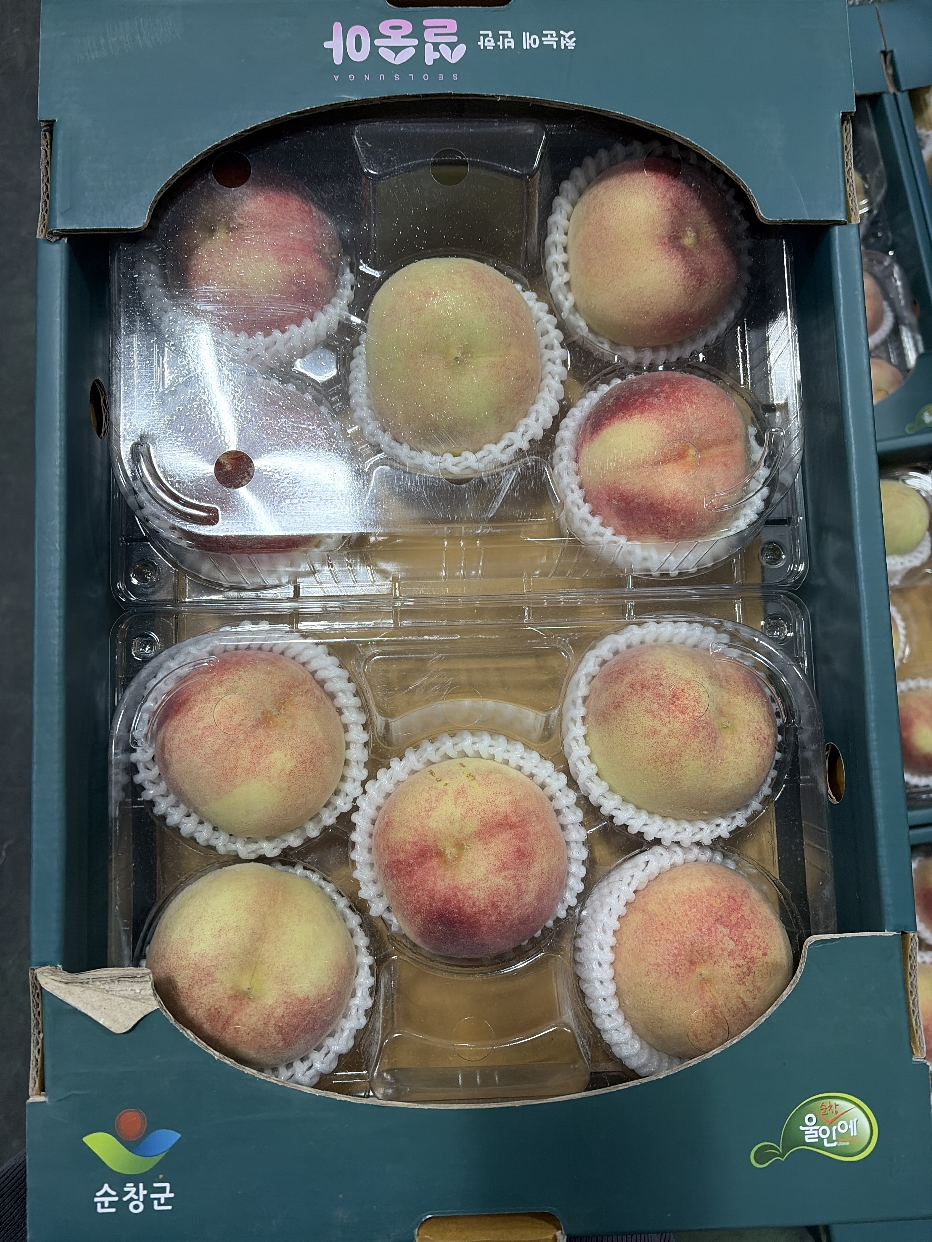[설숭아 프리미엄 겨울복숭아] 당도선별 최초재배  설도  1.2kg, 5개